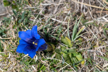 Blüte des Stengelloser Kalkenzian-Auschnitt
