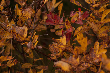 Fall leaves
