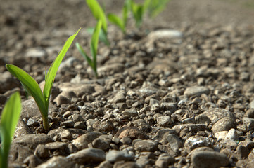 grano ad aprile