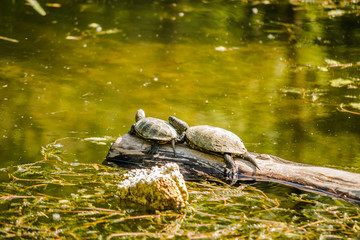 Obraz premium Two pond turtles on a tree floating on the water