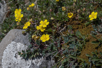 Sand-Fingerkraut bühend auf Felsen in den Bergen