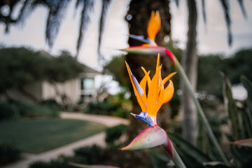 colorful bird of paradise