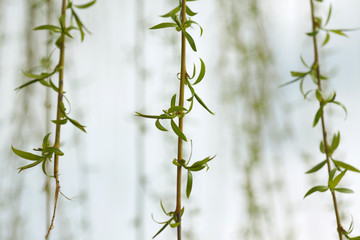 willow hanging branches