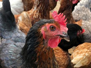 detail of a black chicken head