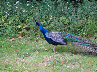 Peacock in the nature of Scotland