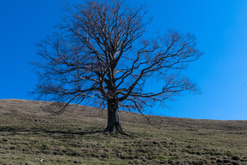 Fototapeta na wymiar Buche auf der Almwiese vor blauem Himmel im Frühjahr