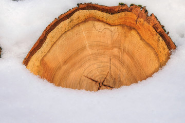 Wood texture in the snow.