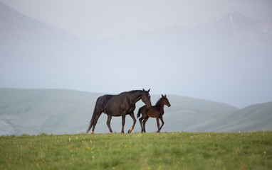 Fototapeta na wymiar Horses in the mountains