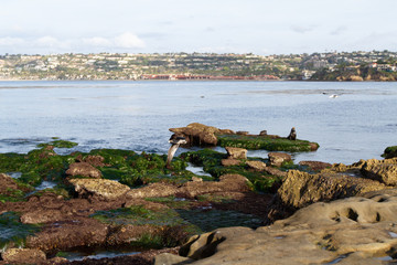 rocky coast and seals