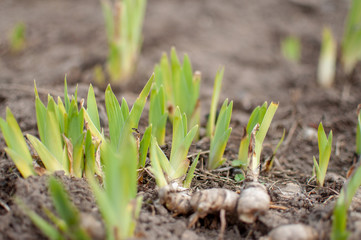 shoots of flowers in a flower bed