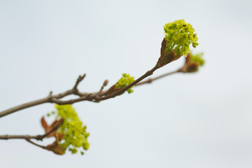 leaves and bourgeons on the tree in spring