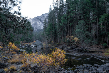 river in the forest