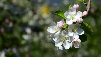 Obstbaum - Apfelbaum - Blüte