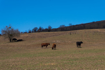 Cows on a Field in Summertime