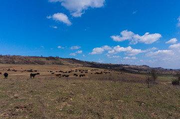 Fototapeta na wymiar Cows on a Field in Summertime