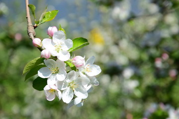 Apfelblüte in Südtirol
