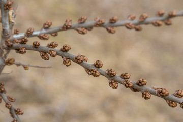 Unusual buds appeared on the bushes of sea-buckthorn in the Park of Kronstadt.