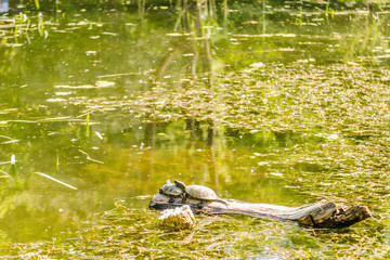 Two pond turtles on a tree floating on the water