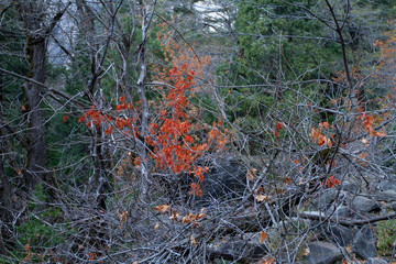 Orange leaves