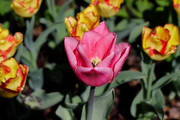 Close-up of pink tulip flower in the spring garden