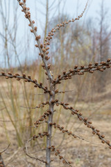 Unusual buds appeared on the bushes of sea-buckthorn in the Park of Kronstadt.