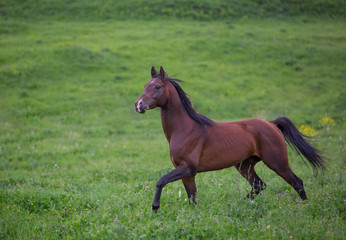 Brown horse