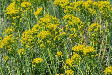 Zypresssen Wolfsmilch