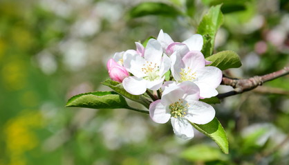 Obstbaum - Apfelbaum - Blüte