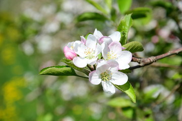 Obraz premium Apfelblüten - Apfelbaumblüte - Blütezeit in Südtirol