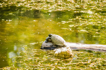 Two pond turtles on a tree floating on the water