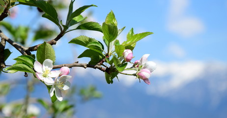 Apfelbaumblüte - Apfelblüten vor verschneiten Bergen in Südtirol