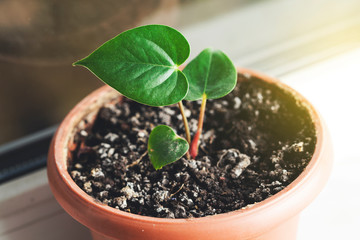 green plant on desk
