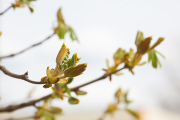 leaves and bourgeons on the tree in spring