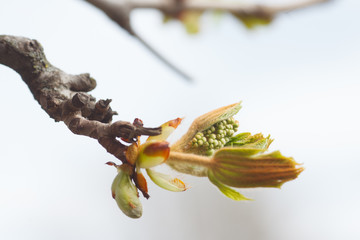 leaves and bourgeons on the tree in spring