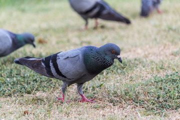 Pigeon birds in the park.