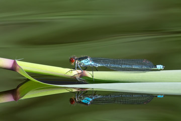 Red-eyed Damselfly (Erythromma najas) resting on a reed