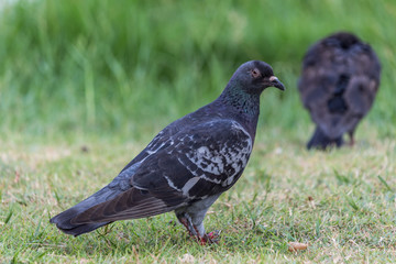 Fototapeta premium Pigeon birds in the park.