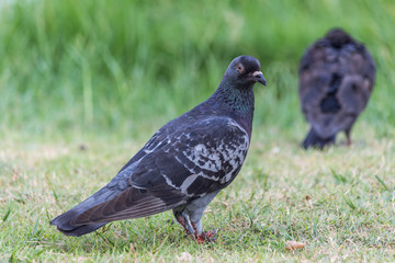 Pigeon birds in the park.