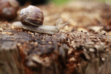 Weinbergschnecke