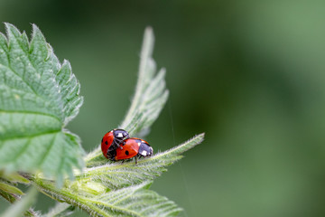 Pair of seven spot ladybirds (Coccinella septempunctata) mating on the leaf of a stinging nettle