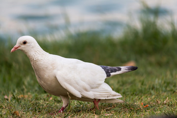 Pigeon birds in the park.