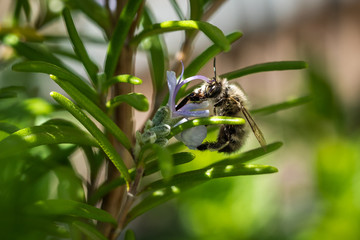 Nahaufnahme einer Honigbiene versteckt in einem Rosmarin Strauch