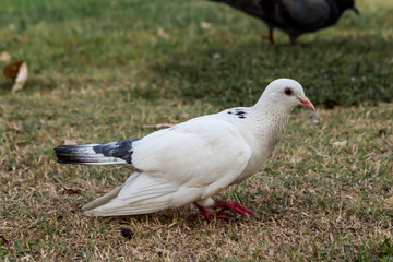 Pigeon birds in the park.