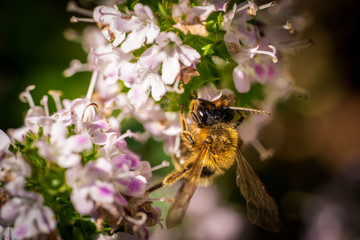 Nahaufnahme einer Honigbiene auf einer Blüte eines blühenden Bohnenkrauts	