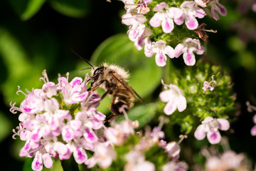 Nahaufnahme einer Honigbiene auf einer Blüte eines blühenden Bohnenkrauts	