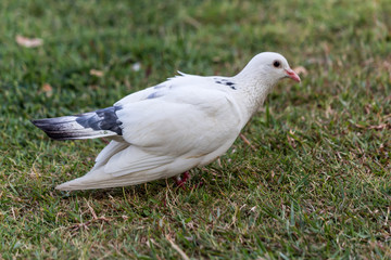 Pigeon birds in the park.
