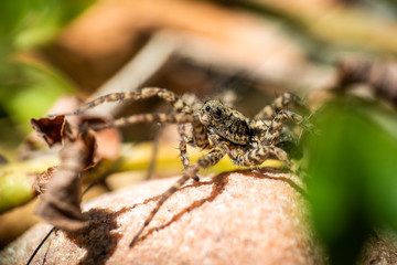 Nahaufnahme einer Spinne auf einem Stein