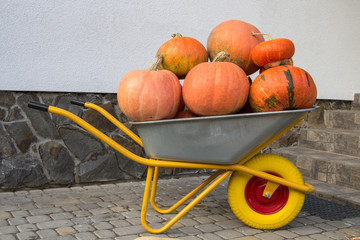 wheelbarrow of pumpkins,a full wheelbarrow pumpkin near the house