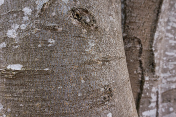 Bark Tree Texture