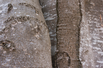 Bark Tree Texture